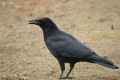 Черная восточная ворона фото (Corvus orientalis) - изображение №2097 onbird.ru.<br>Источник: commons.wikimedia.org